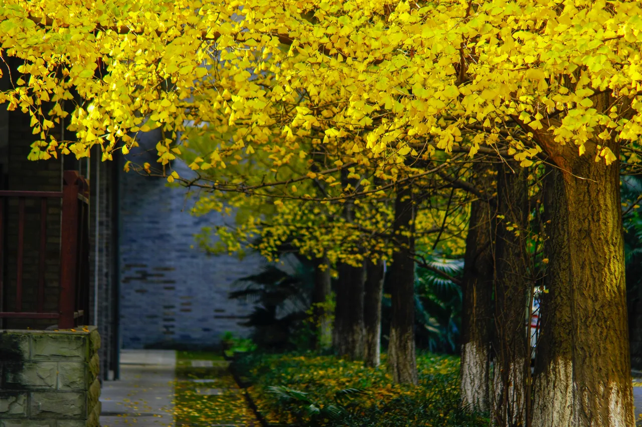 西南大学 校园