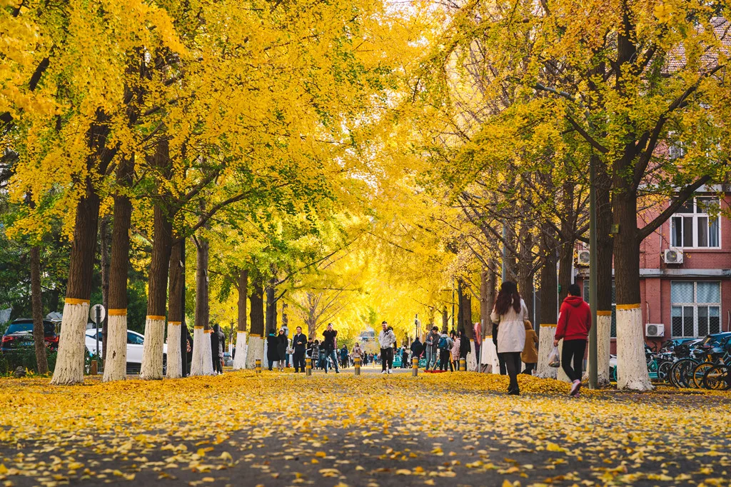 北京交通大学 校园