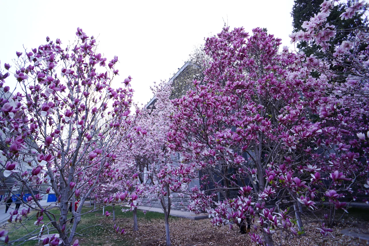 北方工业大学 校园