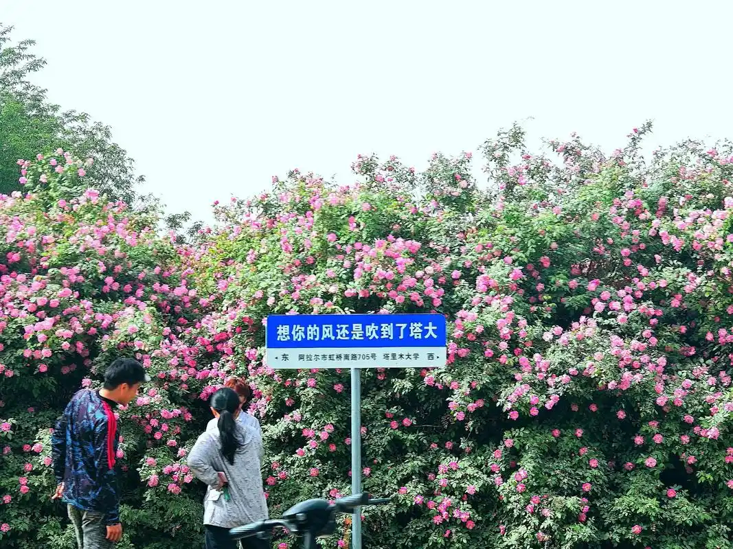塔里木大学 校园